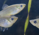 fish species survived 100000 years without males