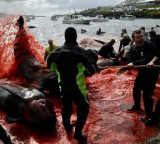 Over 700 Whales and Dolphins Killed in Single Day in Faroe Islands Hunt