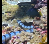 These 5 sea snakes are very dangerous