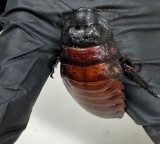 Australia Seizes One Lakh Cockroaches In Biggest Operation In History