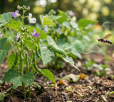 Plants call wasps for rescue while being eaten by caterpillars