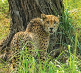 MP: India-born cheetah kgp11 dies at Kuno after treatment