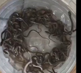 27 baby snakes in water tank panic in Haridwar