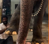 Elephant Mangalam asking mahout for massage viral video