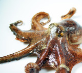 Octopus uses mirror to find food in new study