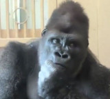 Gorilla in deep thought after fight with partner netizens say this is our story
