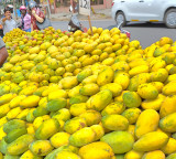 No ban on import of Indian mangoes by Nepal: Govt