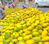 Did Nepal ban Indian mangoes Center clarifies