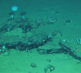 Whales graveyard found in the Indian Ocean