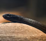 Inland Taipan is the world most venomous snake and it changes colors