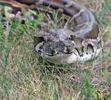 Burmese python hunting in America is very famous