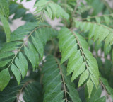 Curry leaves benefits and why you should not discard them
