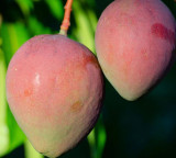 Grow these mango trees in your balcony fruit in 12 months