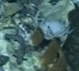 Indian Ocean Whale Graveyard reveals 5 million year old secrets