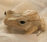 Brown frogs kept in milk to keep it fresh in these countries here is the reason