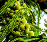 Amla for sugar control do this before eating for best results