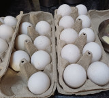 Eggs in Veg Canteen Controversy at Ahmedabad Engineering College