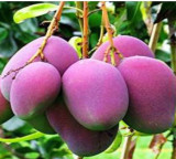 Miyazaki Mango specialty and the truth behind the price of 25 lakh per kg