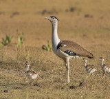 Great Indian Bustard rebirth as three new chicks are born in Rajasthan