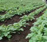 Smart coating for seeds up to 30 percent higher yield