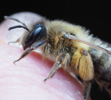 Honeybee death after stinging a story of sacrifice in nature