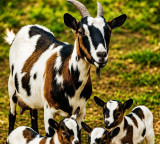 Goats intelligence study surprises scientists