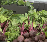 Beetroot is good but some people should stay away from it
