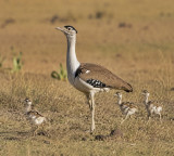 Three new chicks take Rajasthan's Great Indian Bustard population to 94