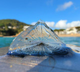 Beautiful sea creatures wash up on Wales coast warning issued not to touch