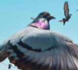 Pigeons navigation trick to reach home revealed in study