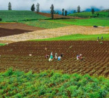 New research offers hope to farmers in reducing fertilizer costs