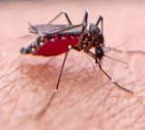 Mosquitoes why do they bite you more here is the reason