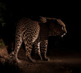Leopard carries away four year old girl father fights to save her life