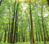 Trees Have Life and Rights Historic Resolution in Canada
