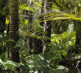 Amazon rainforest disappearance impact on Indian monsoons