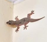 Why are some people so afraid of lizards