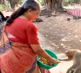 Retired police officer Malathi feeds hundreds of monkeys with her pension money