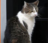 Larry the Cat remains permanent even as six UK Prime Ministers change