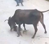 Cow attacks and tramples boy in Delhi also attacks rescuer