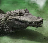 Crocodile in agricultural well creates panic among farmers