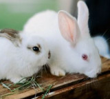 Rabbit facts many people do not know about