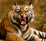 Polavaram Tiger movement 11 villages on high alert