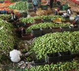 Andhra Banganapalli mangoes reach Singapore via sea route