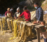 Japanese currency notes growing in Nepal hills secret revealed