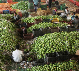 In a first, India exports Banganapalle mangoes to Singapore via sea route