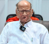 Not a single MLA will leave: Sharad Pawar assures stability amid 'Op Tiger' shockwaves