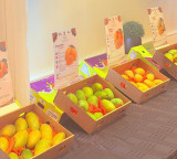 India holds first-ever mango promotion events in Iceland to boost exports