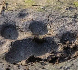 Shamshabad leopard fear ends as locals breathe sigh of relief