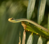 Are you growing these 5 plants Danger of snakes entering your home