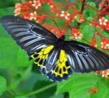 Rare Largest Butterfly Spotted for the First Time in Telangana